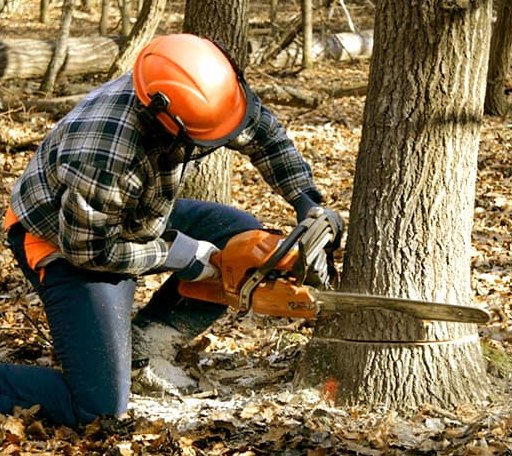 Tree Removal in Prospect, CT